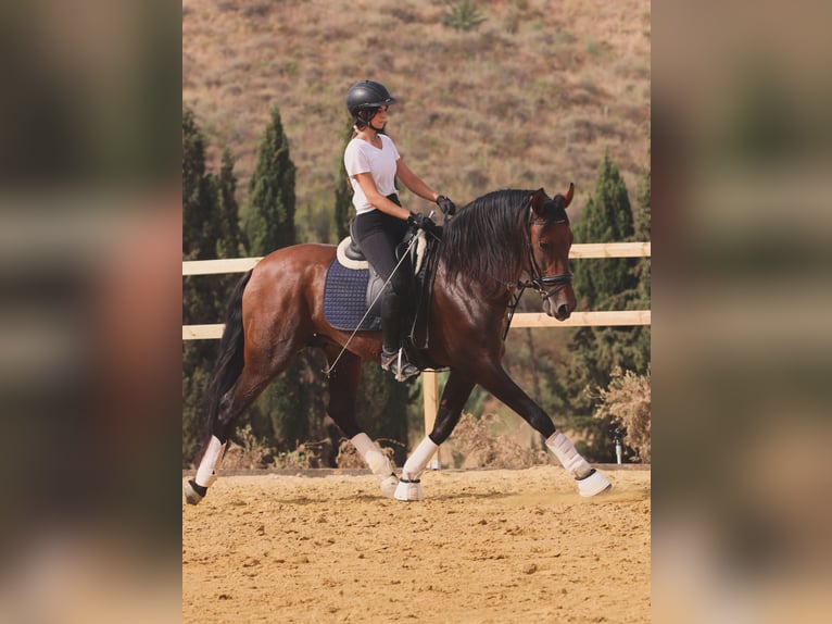 PRE Ruin 9 Jaar 167 cm Bruin in Mijas
