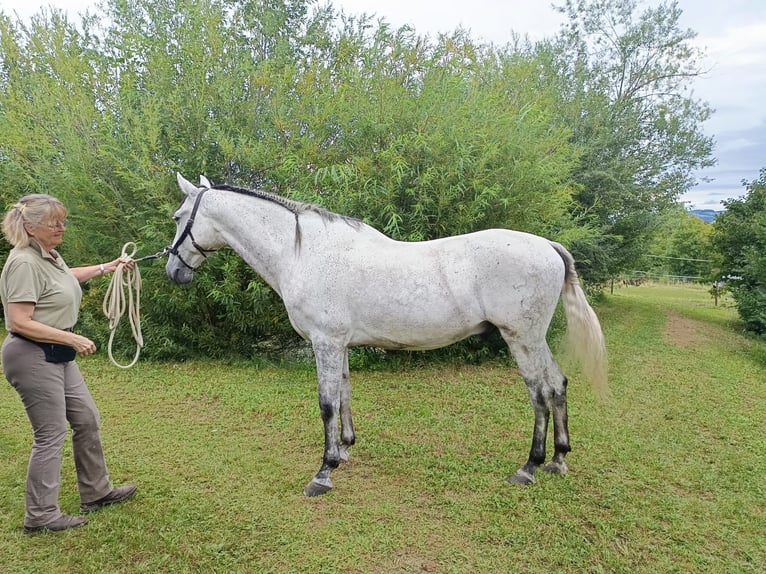 PRE Ruin 9 Jaar 168 cm Appelschimmel in Schlierbach