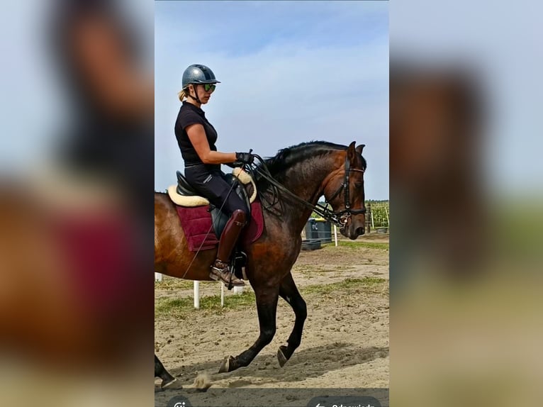 PRE Ruin 9 Jaar 168 cm Roodbruin in Nowy Sielc