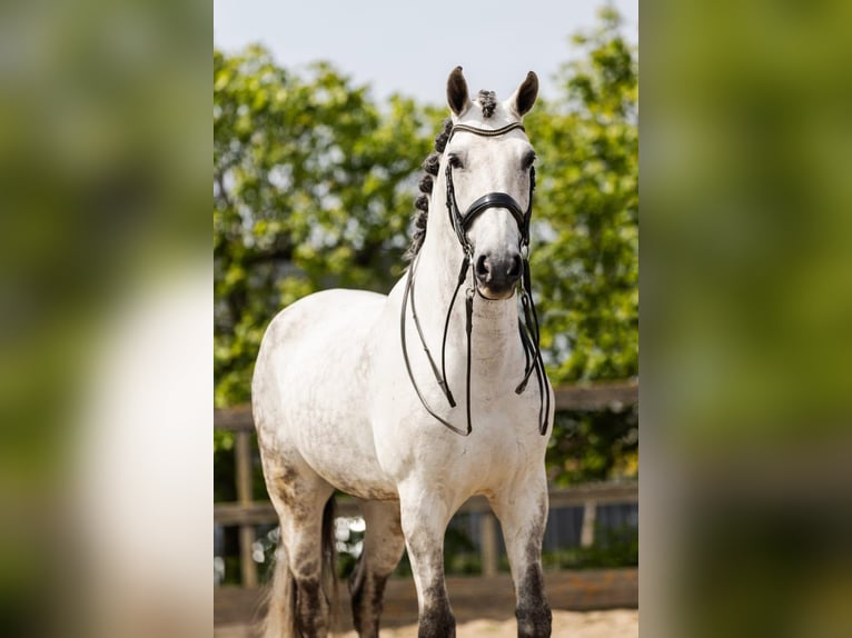 PRE Ruin 9 Jaar 168 cm Schimmel in Grebenhain