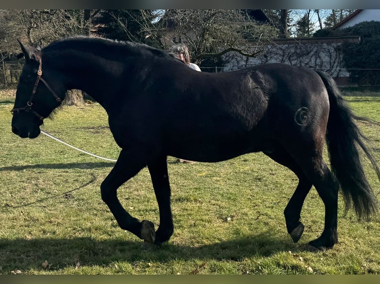 PRE Ruin 9 Jaar 168 cm Zwart in Wietze