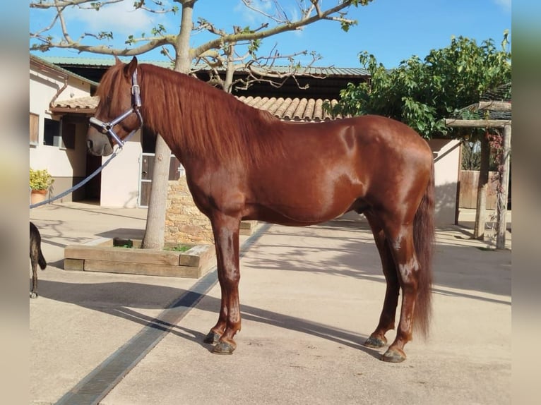 PRE Mestizo Semental 10 años 157 cm Alazán rojizo in Peratallada