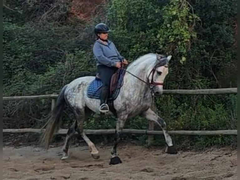 PRE Semental 10 años 160 cm Tordo rodado in Viladecans