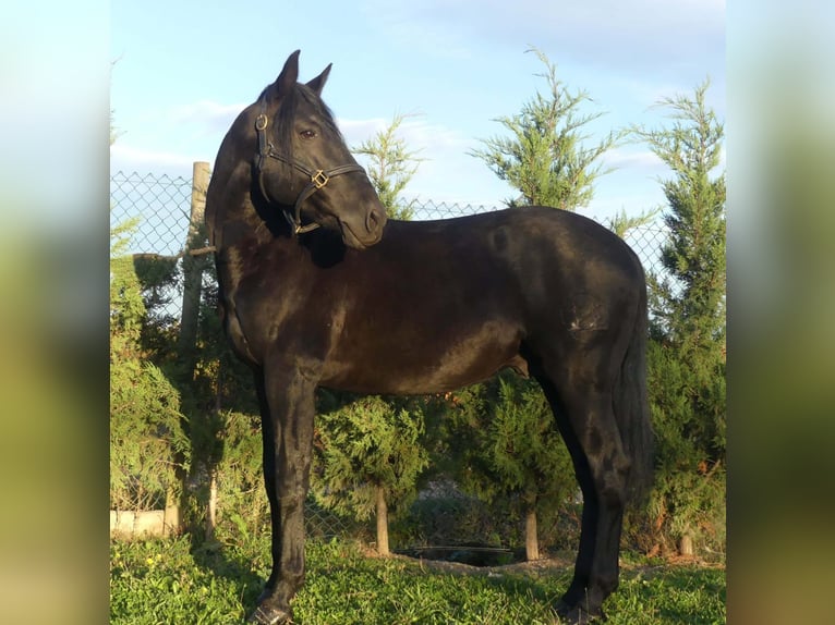 PRE Mestizo Semental 10 años 162 cm Negro in Alicante/Alacant