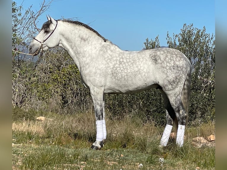 PRE Mestizo Semental 10 años 164 cm Tordo rodado in Martfeld