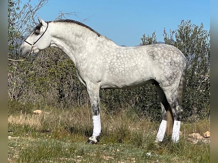 PRE Mestizo Semental 10 años 164 cm Tordo rodado in Martfeld