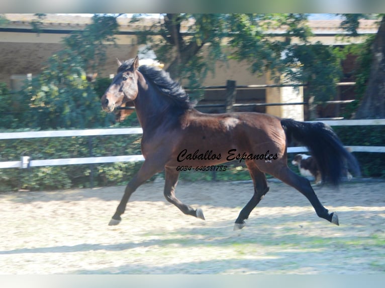 PRE Mestizo Semental 10 años 165 cm Castaño in Vejer de la Frontera