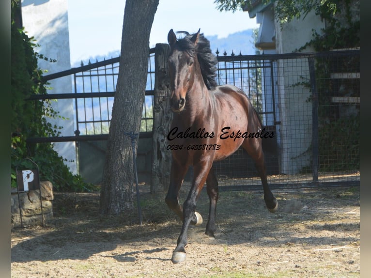 PRE Mestizo Semental 10 años 165 cm Castaño in Vejer de la Frontera
