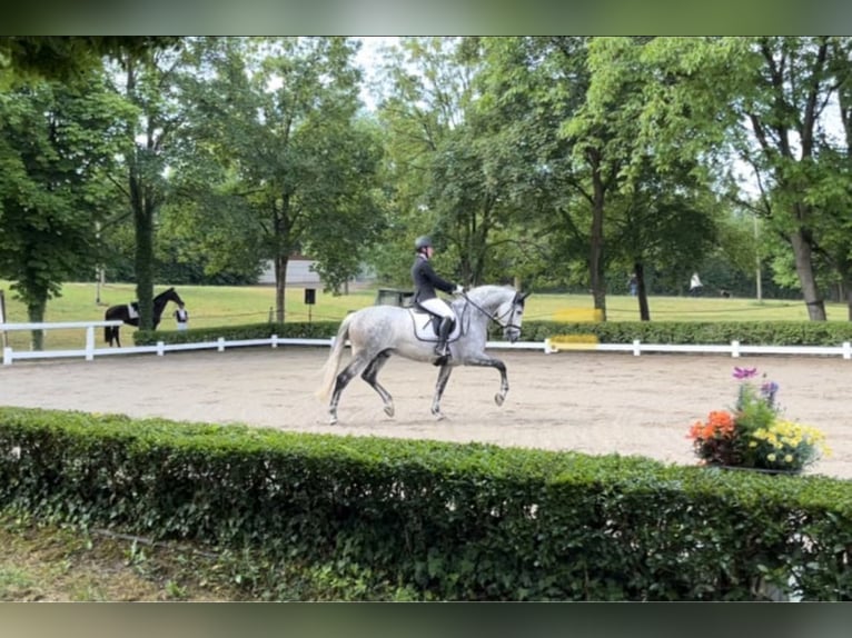 PRE Semental 10 años 165 cm Tordo in Gundelfingen