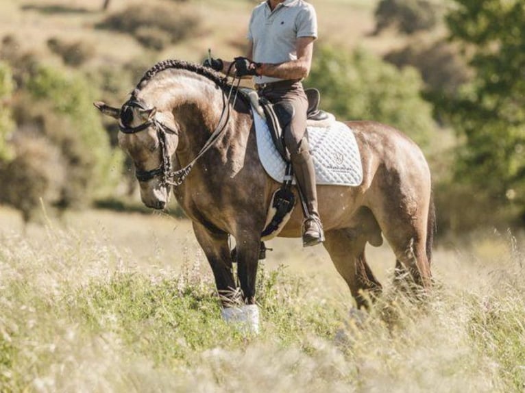 PRE Mestizo Semental 10 años 167 cm Buckskin/Bayo in NAVAS DEL MADRONO