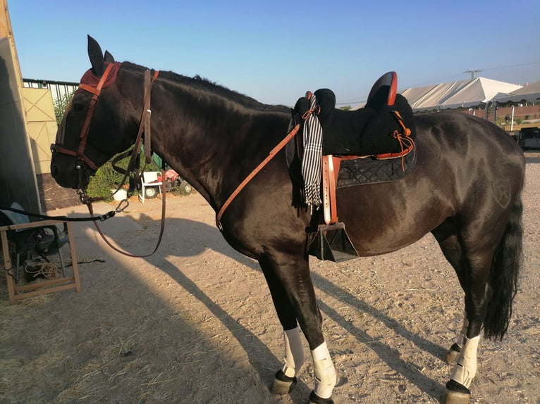 PRE Mestizo Semental 10 años 168 cm Negro in Arganda Del Rey