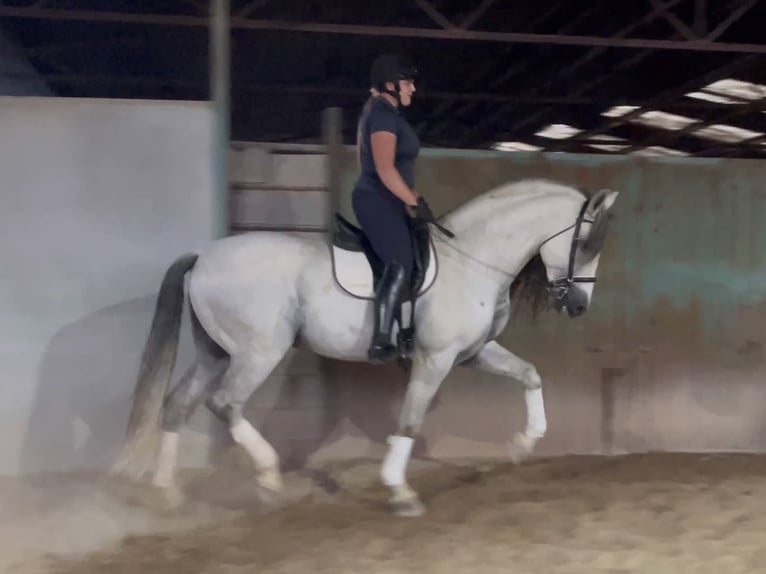 PRE Mestizo Semental 10 años 169 cm Tordo in Coín, Malaga