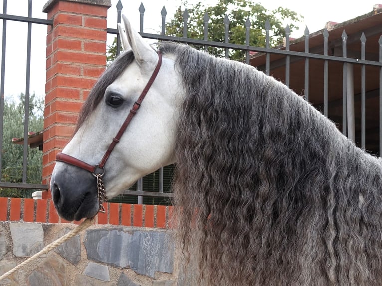 PRE Mestizo Semental 10 años 169 cm Tordo in Coín, Malaga