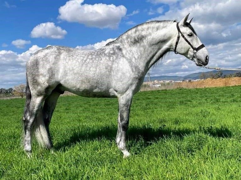 PRE Mestizo Semental 10 años 169 cm Tordo in Málaga