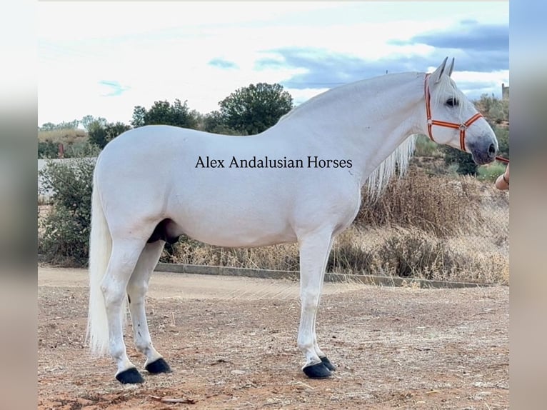 PRE Mestizo Semental 10 años 171 cm White/Blanco in Sevilla