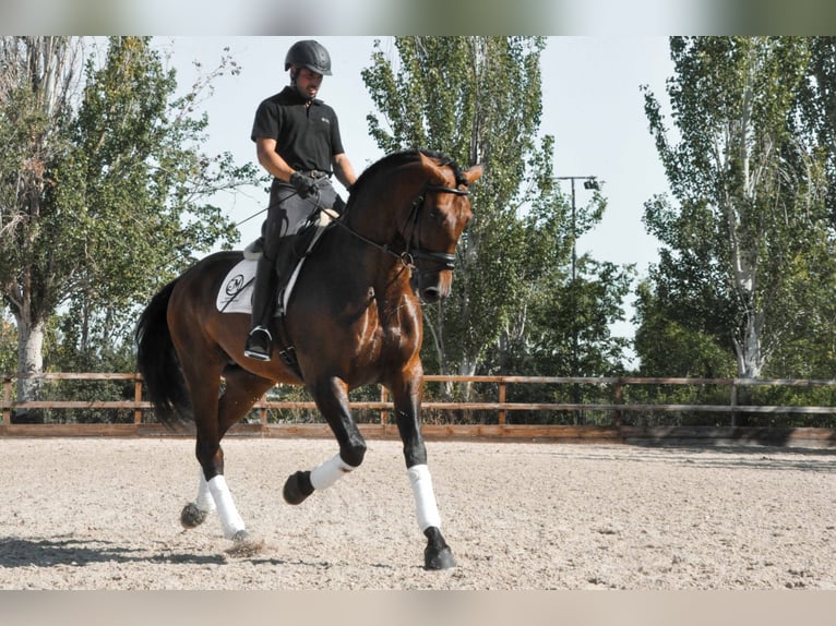 PRE Semental 10 años 174 cm Castaño oscuro in ALBACETE