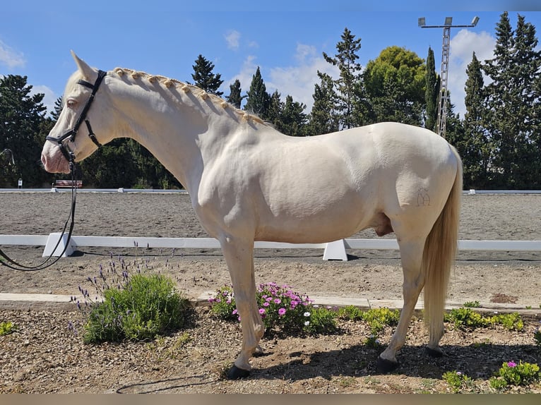 PRE Semental 11 años 163 cm Perlino in San Javier