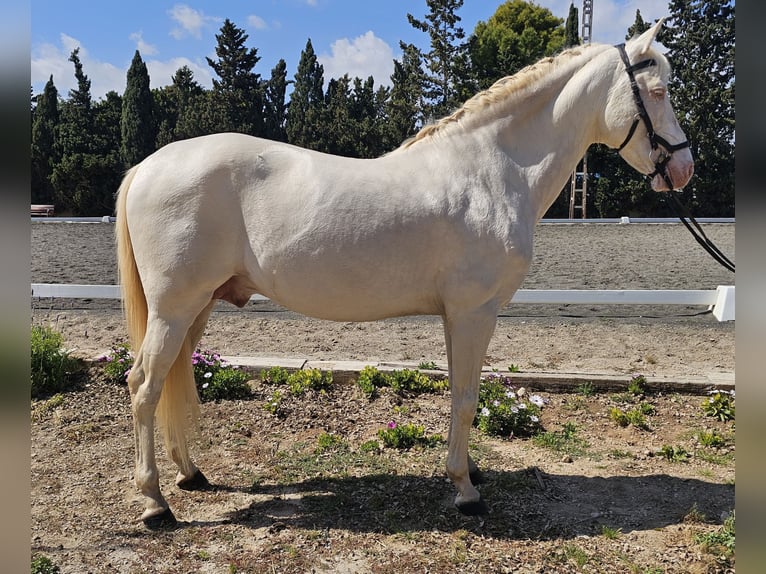 PRE Semental 11 años 163 cm Perlino in San Javier