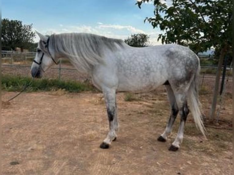 PRE Mestizo Semental 11 años 165 cm Tordo rodado in Martfeld