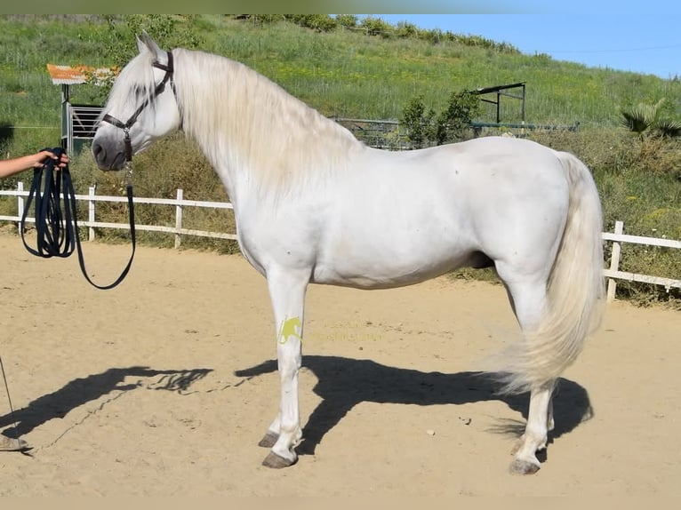 PRE Semental 11 años 166 cm Tordo in Provinz Malaga
