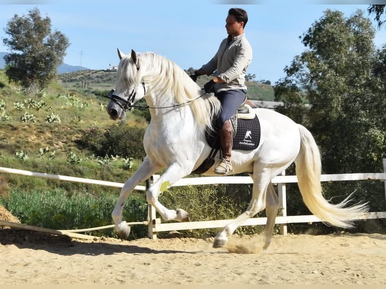 PRE Semental 11 años 166 cm Tordo in Provinz Malaga