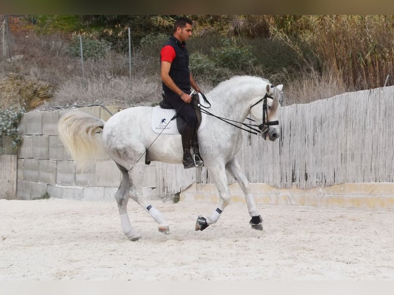 PRE Semental 11 años 168 cm Tordo in Provinz Malaga