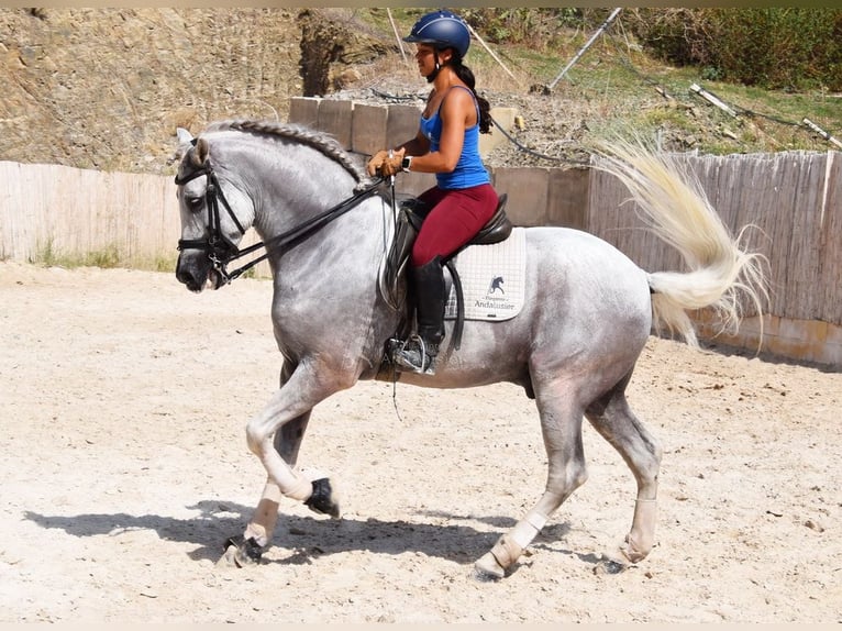 PRE Semental 11 años 168 cm Tordo in Provinz Malaga