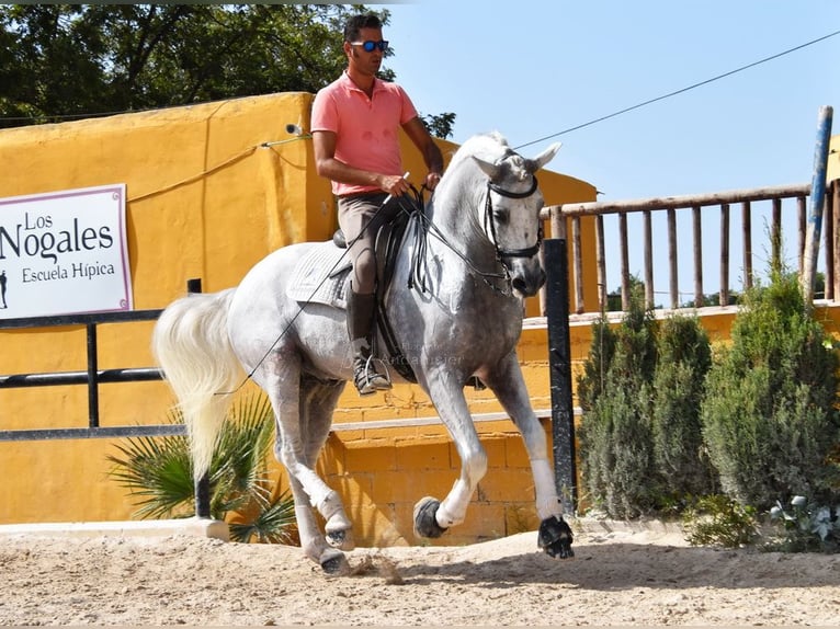 PRE Semental 11 años 168 cm Tordo in Provinz Malaga