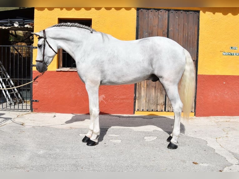 PRE Semental 11 años 168 cm Tordo in Provinz Malaga