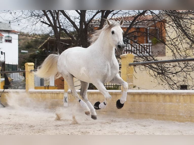 PRE Semental 11 años 168 cm Tordo in Provinz Malaga