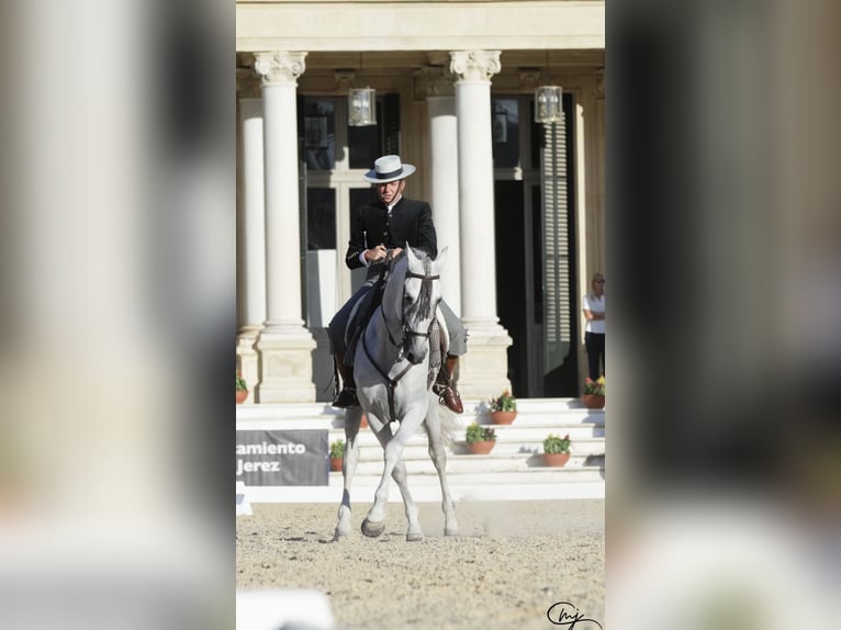 PRE Semental 11 años 168 cm Tordo in Jerez De La Frontera