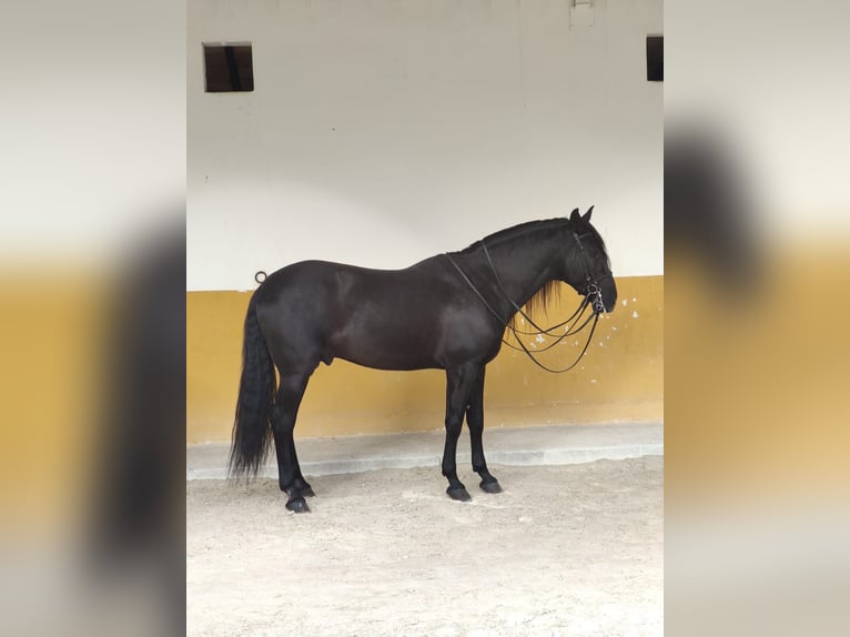 PRE Mestizo Semental 11 años 170 cm Negro in Malaga