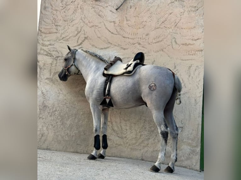 PRE Mestizo Semental 12 años 161 cm Tordo in Dos Hermanas