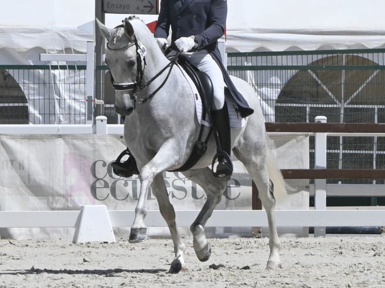 PRE Mestizo Semental 12 años 162 cm Tordo in NAVAS DEL MADRONO