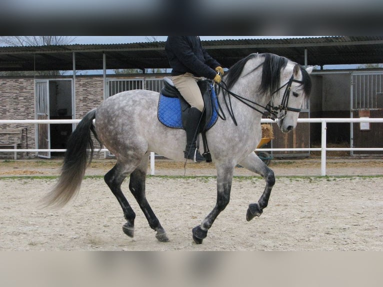 PRE Mestizo Semental 12 años 162 cm Tordo in NAVAS DEL MADRONO