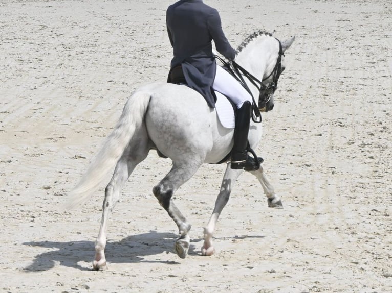 PRE Mestizo Semental 12 años 162 cm Tordo in NAVAS DEL MADRONO