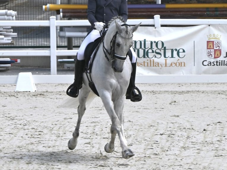 PRE Mestizo Semental 12 años 162 cm Tordo in NAVAS DEL MADRONO