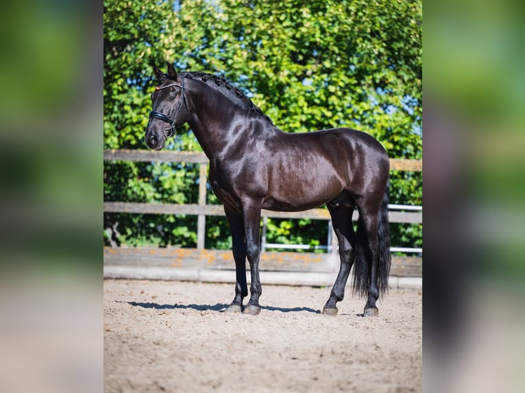 PRE Mestizo Semental 12 años 163 cm Negro in Poeldijk