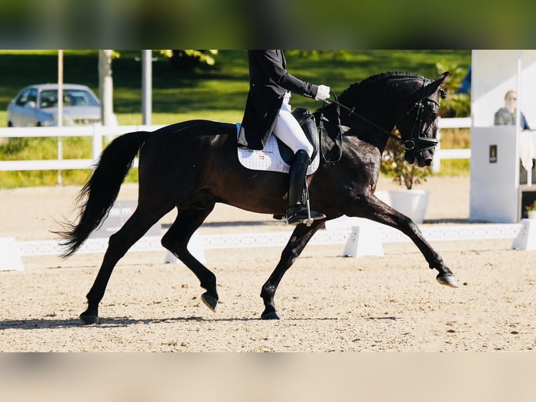 PRE Mestizo Semental 12 años 165 cm Negro in Madrid