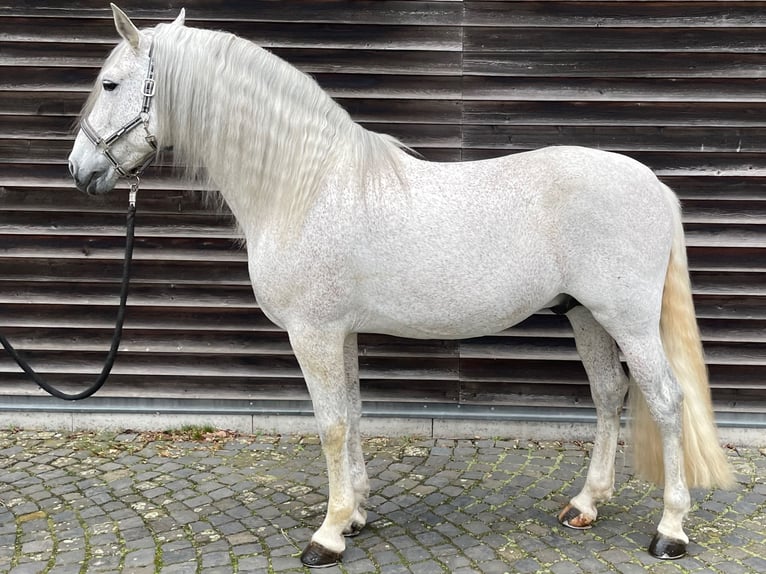 PRE Semental 12 años 165 cm Tordo picazo in Otzberg