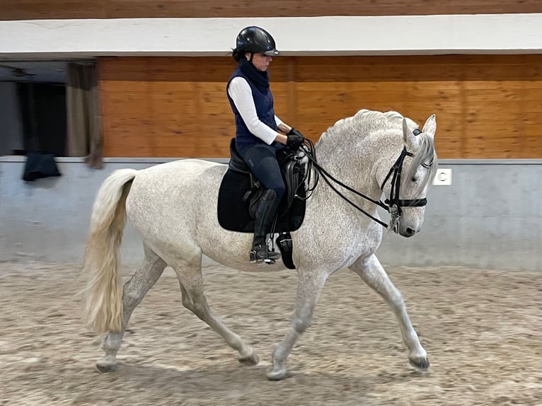 PRE Semental 12 años 165 cm Tordo picazo in Otzberg