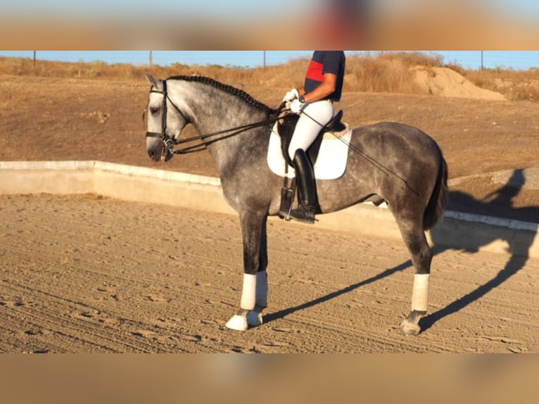 PRE Mestizo Semental 12 años 167 cm Tordo in navas del madrono