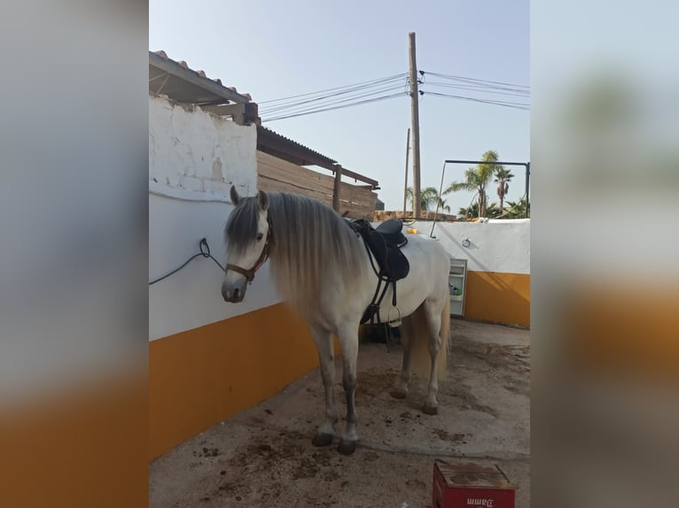 PRE Mestizo Semental 12 años 167 cm Tordo in Malaga