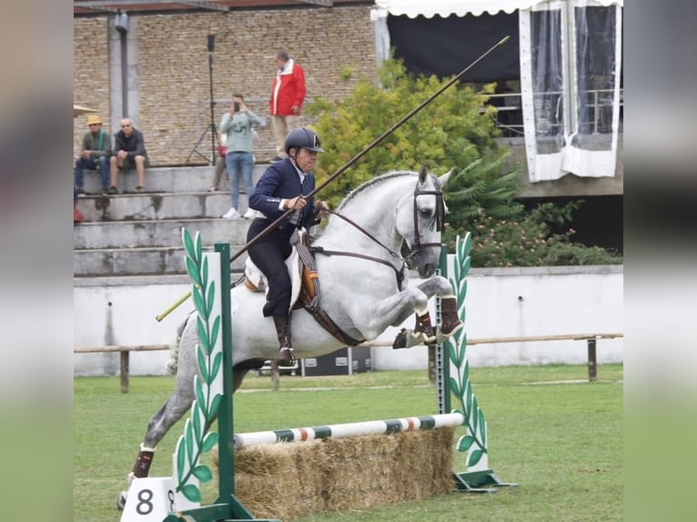 PRE Semental 12 años 168 cm Tordo in Jerez De La Frontera