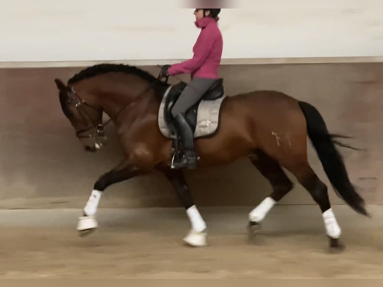 PRE Semental 12 años 170 cm Castaño in Roßdorf