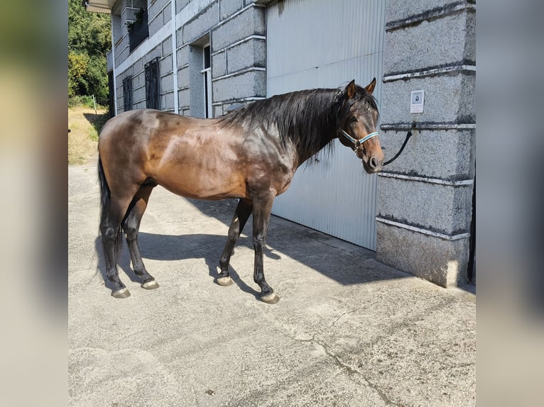 PRE Mestizo Semental 12 años 170 cm Castaño oscuro in Melon