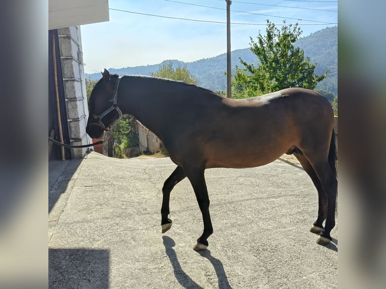 PRE Mestizo Semental 12 años 170 cm Castaño oscuro in Melon