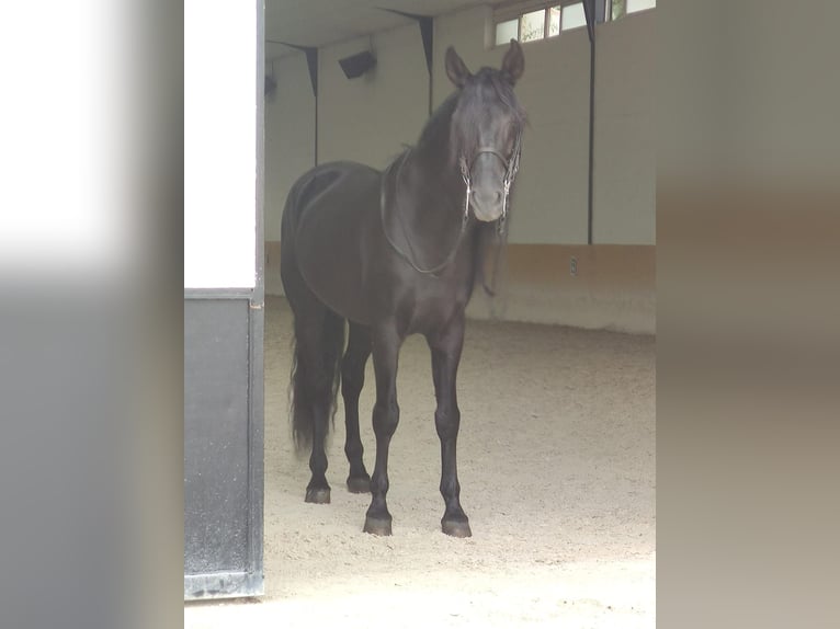 PRE Mestizo Semental 12 años 170 cm Negro in Malaga