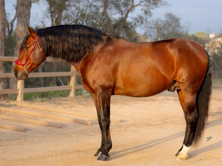 PRE Mestizo Semental 12 años 173 cm Castaño in Navas Del Madroño