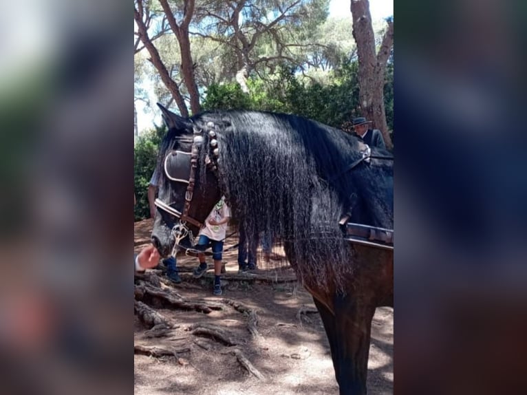 PRE Semental 12 años 174 cm Negro in Vejer de la Frontera